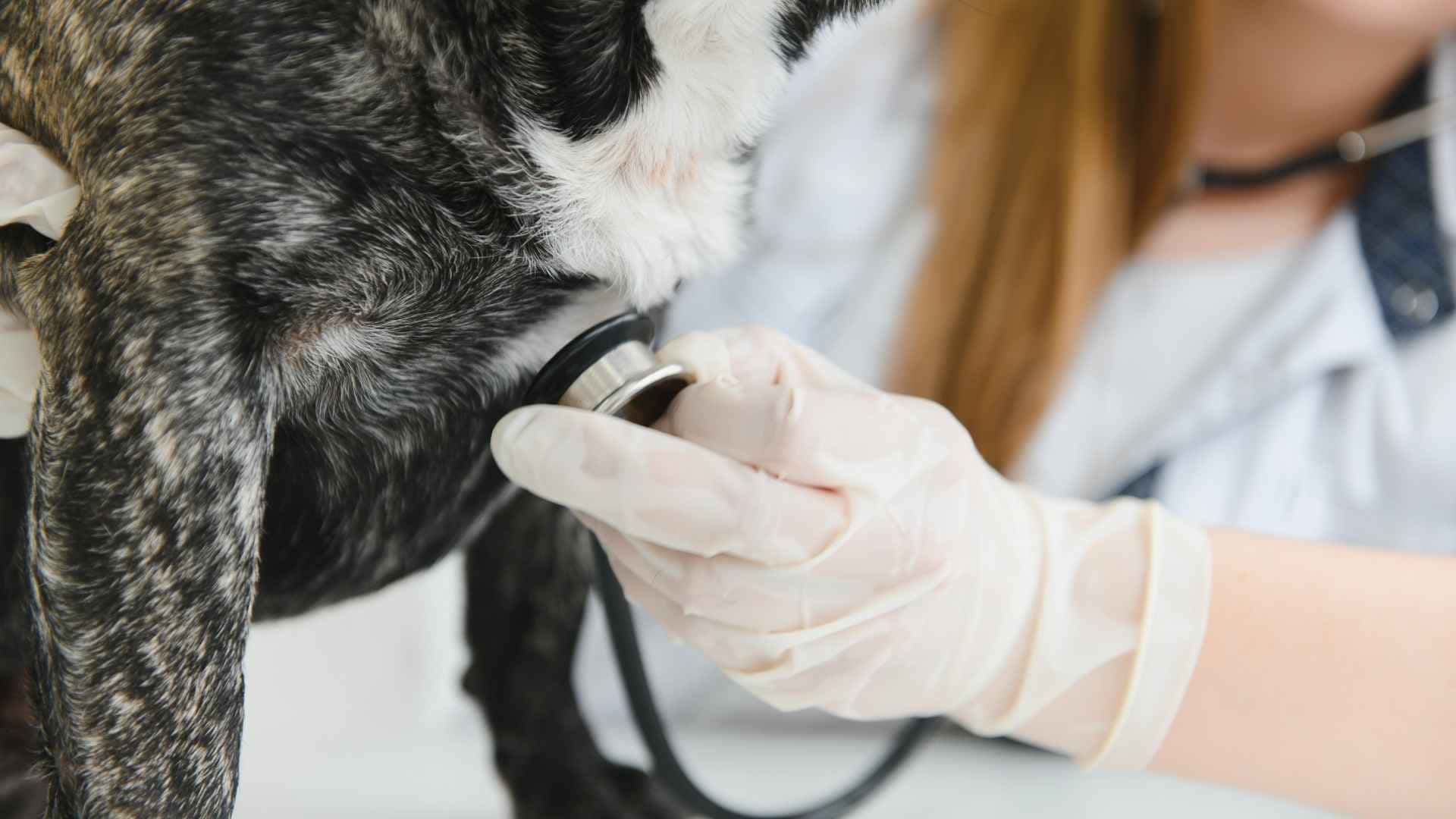 edema de pulmon en perros